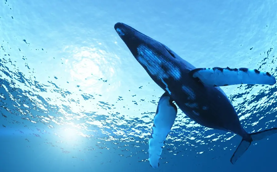 Amazing and spectacular background of a very long whale in the water 