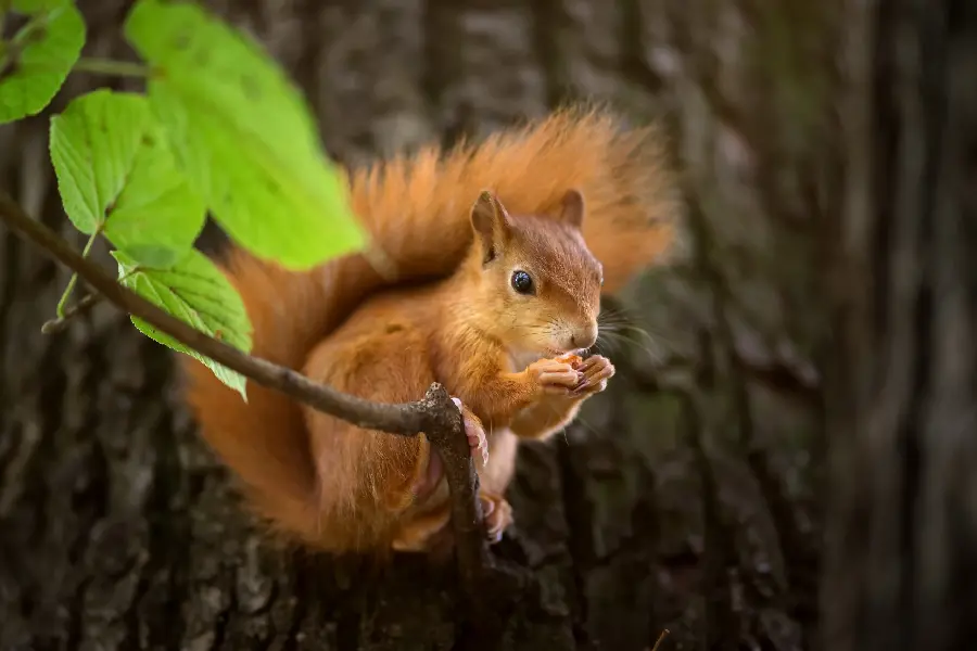 Cute, beautiful and small squirrel photo in JPG format