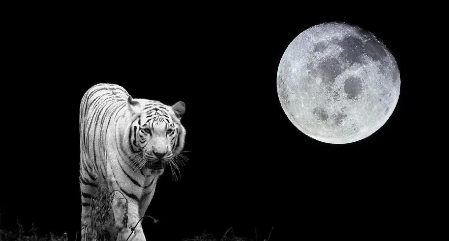 Download a stock photo of a fierce and endangered tiger next to the moon
