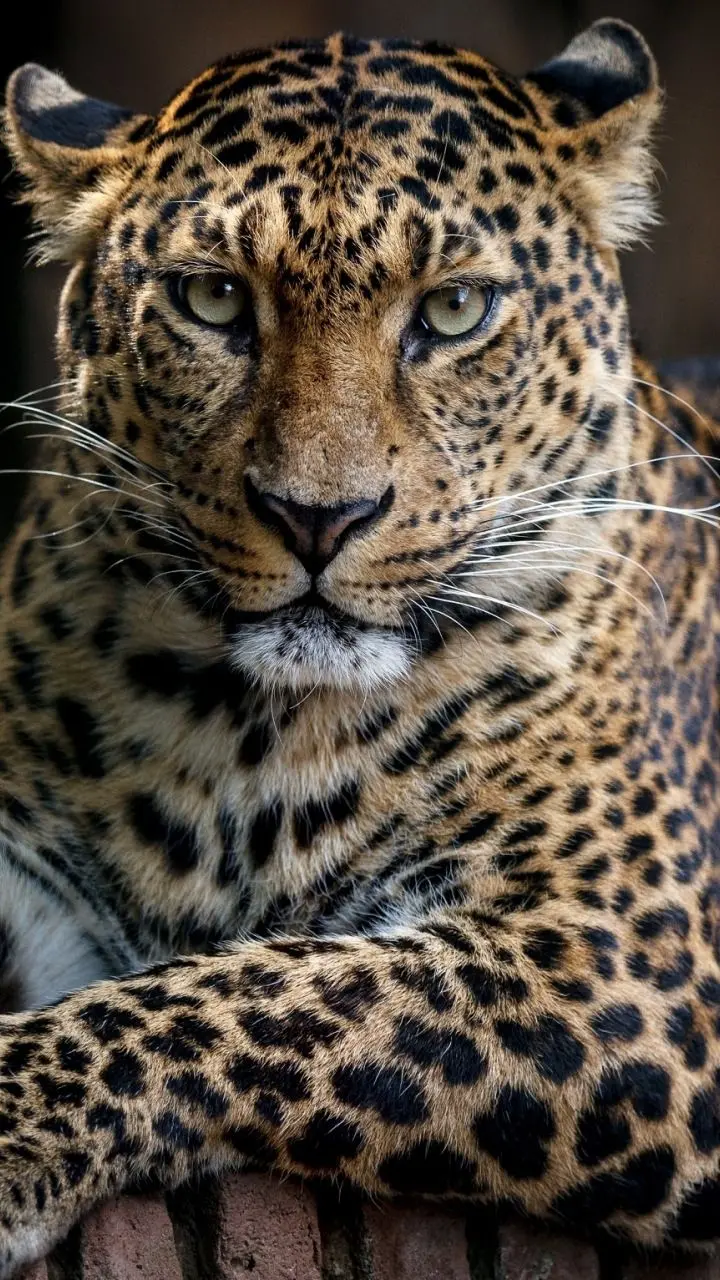 Download the most attractive leopard stock with a serious face for printing