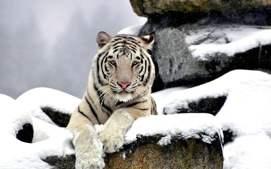 Profile image of a Bengal tiger on snowy rocks