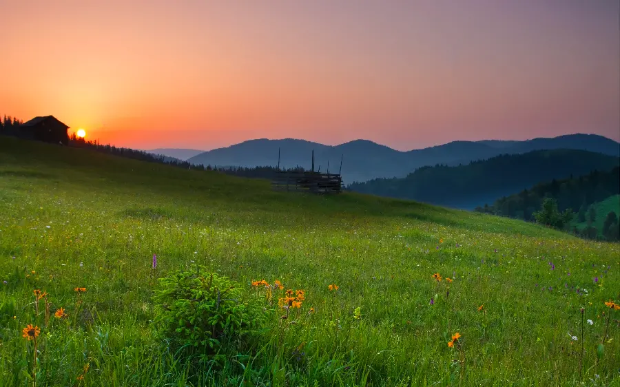 Sunset view in a green plain of sunflowers 