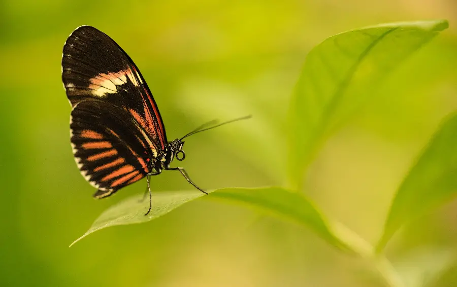 A beautiful photo of an orange butterfly with excellent quality