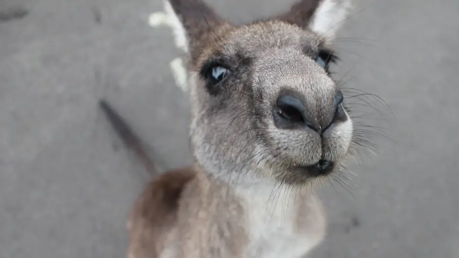 Download incredibly beautiful photo of a baby kangaroo in high quality 