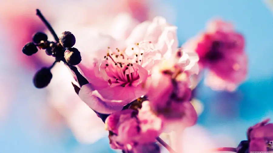Download a very beautiful photo of lilac peach blossoms