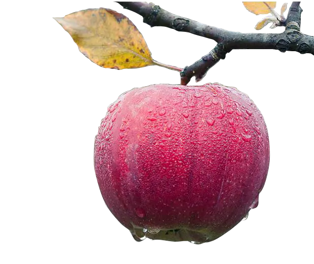 Best free png red apple on a tree in the rain