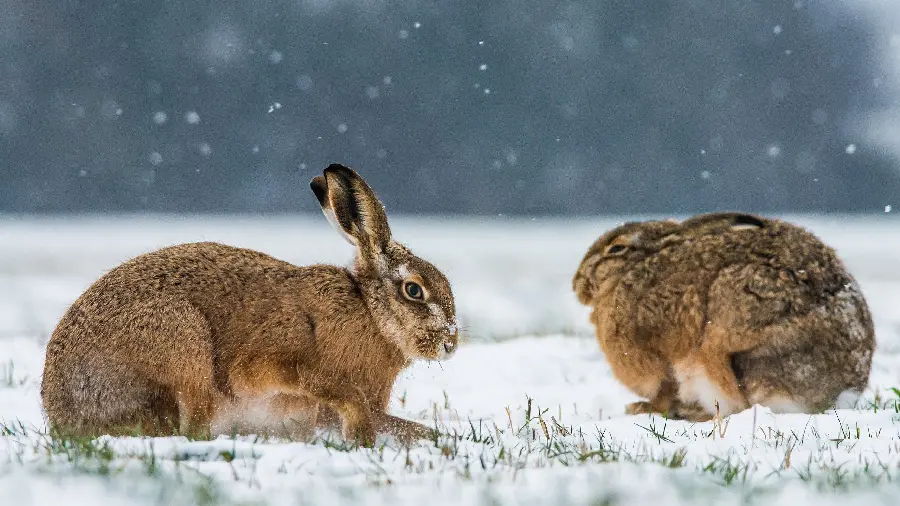 A spectacular and eye-catching picture of wild-loving rabbits