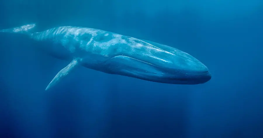 An interesting and spectacular image of a large whale in the sea with high quality