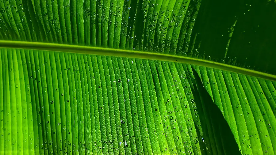 Banana tree leaf background 4k for phone background 