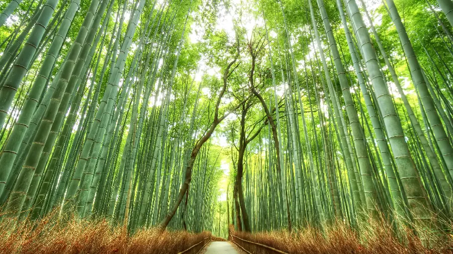 A dreamy image of a charming road in the middle of dense bamboo forests