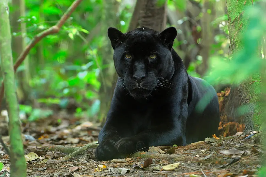 The most different and scary black leopard photo for the creepy