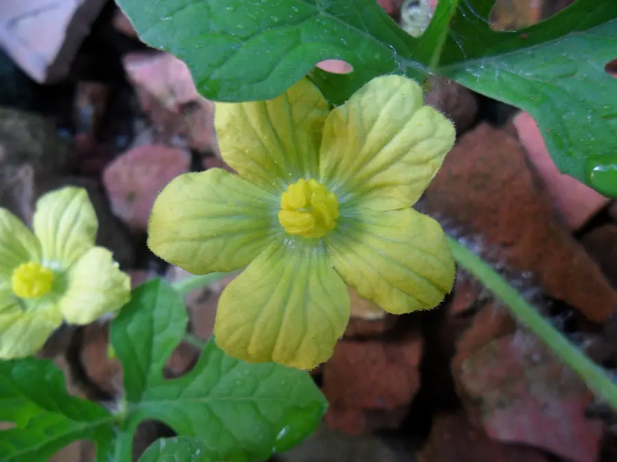 Amazing background of watermelon plant with super quality 