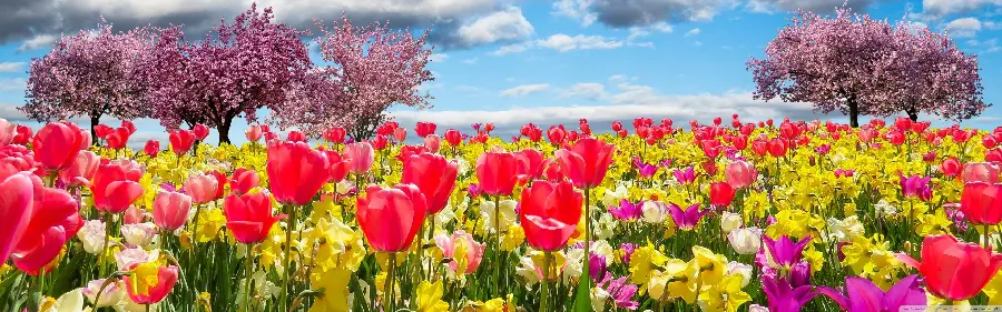Nature wallpaper full of colorful flowers and spring trees for computer desktop