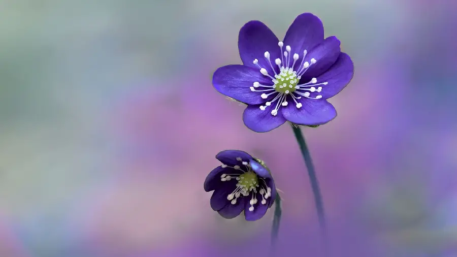 Unique and Special Background of a Spectacular Purple Flower for Linux