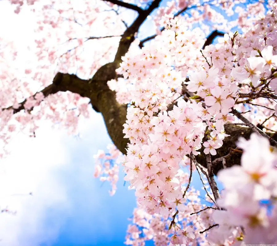 A very beautiful and spectacular photo of peach blossoms