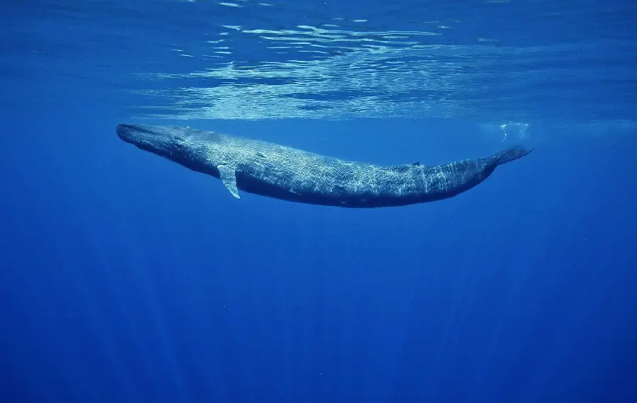 Amazing and spectacular wallpaper of a huge whale with small wings
