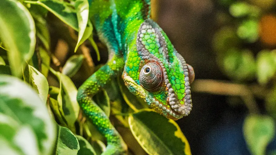Amazing and wonderful photo of a chameleon in nature