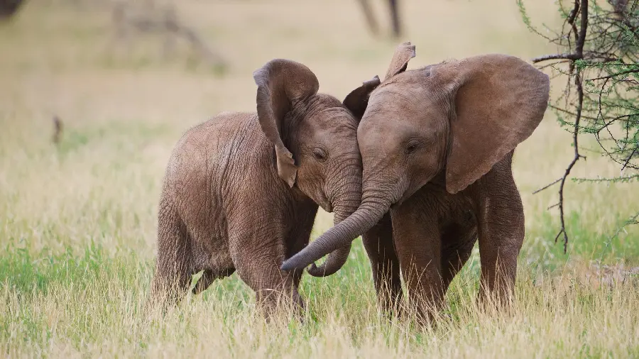 High quality wallpaper of elephants hugging each other