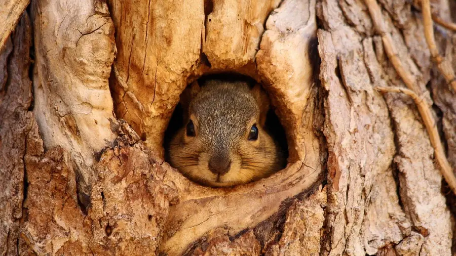Amazingly beautiful photo of a little squirrel in a tree hole