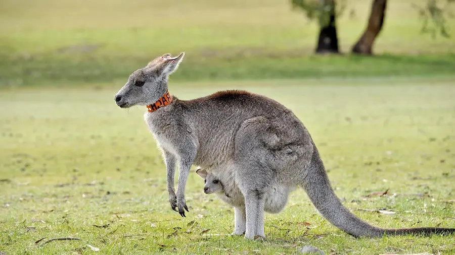 Very good and spectacular wallpaper of a jumping kangaroo