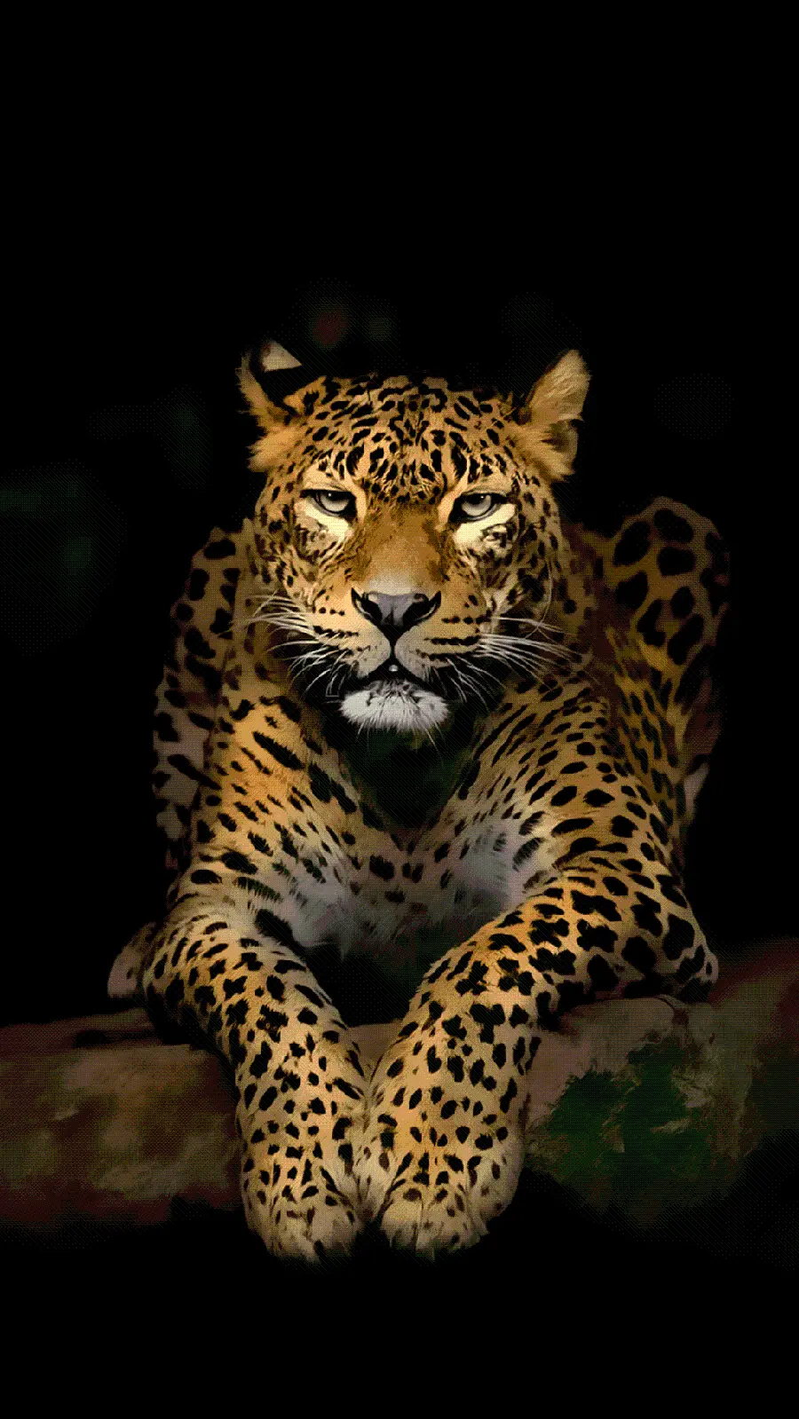 Fearsome and scary jaguar wallpaper for Iranian jaguar enthusiasts
