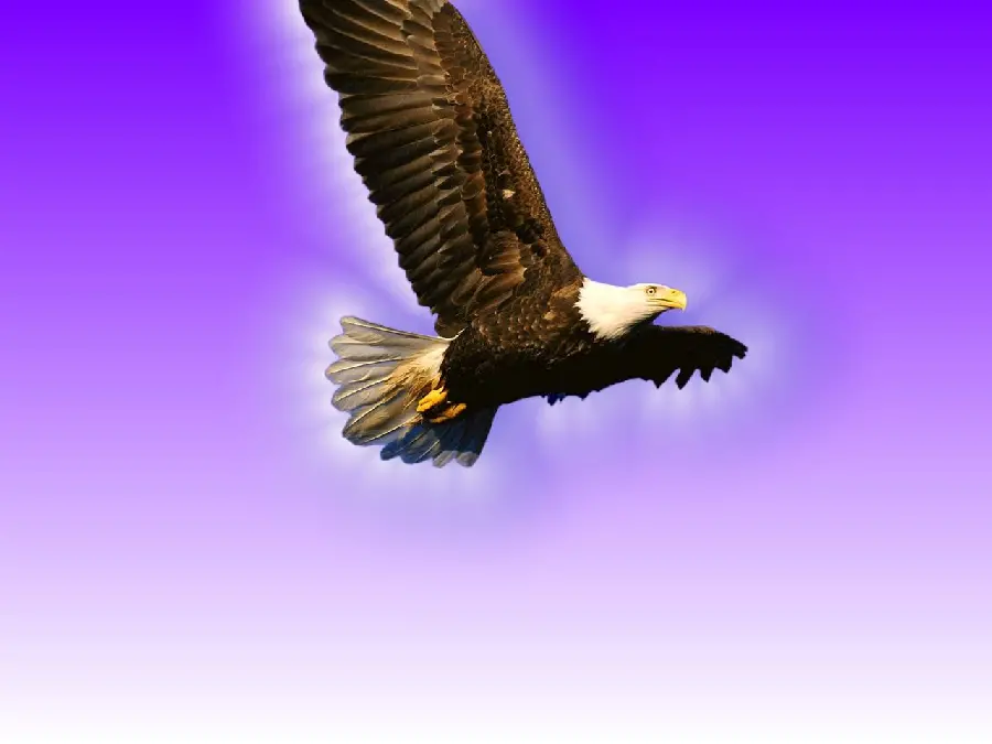 Beautiful Eagle Stock Photo on Purple Background Full HD