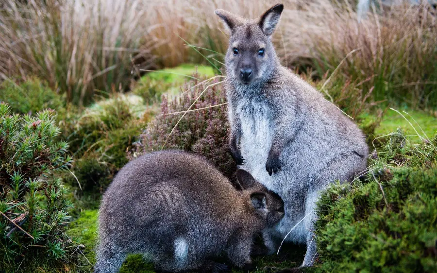 Download very beautiful picture of baby kangaroos 
