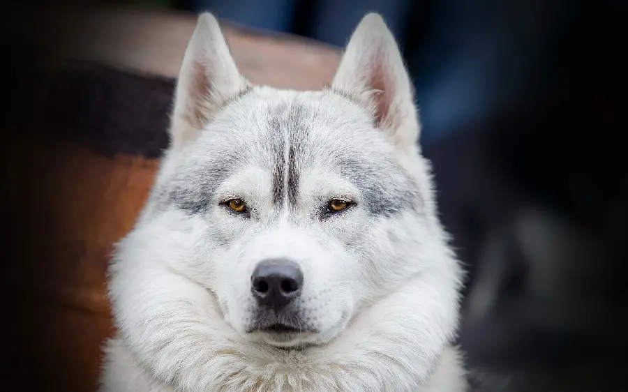 Beautiful photo of a fluffy white husky head with large triangular ears 