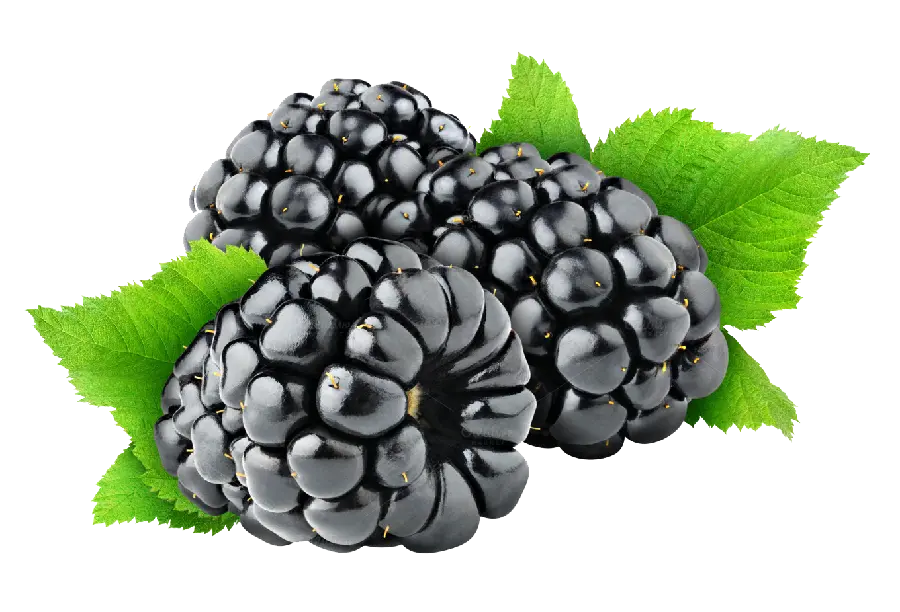 Free Download High Quality Cropped Black Raspberry PNG Image