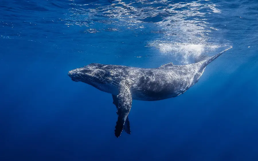 A unique and spectacular background of a large whale in the water