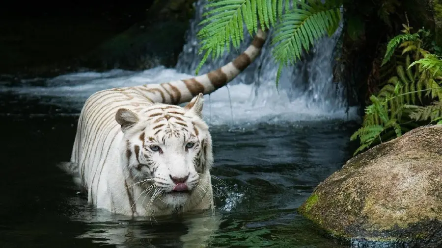 Amazing poster of a beautiful tiger from South Asia