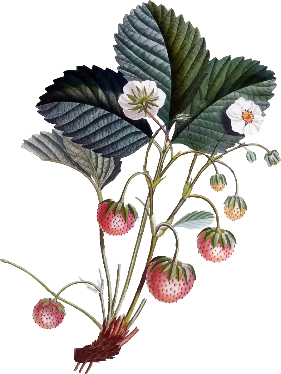 Very beautiful wallpaper of strawberries with leaves and roots 