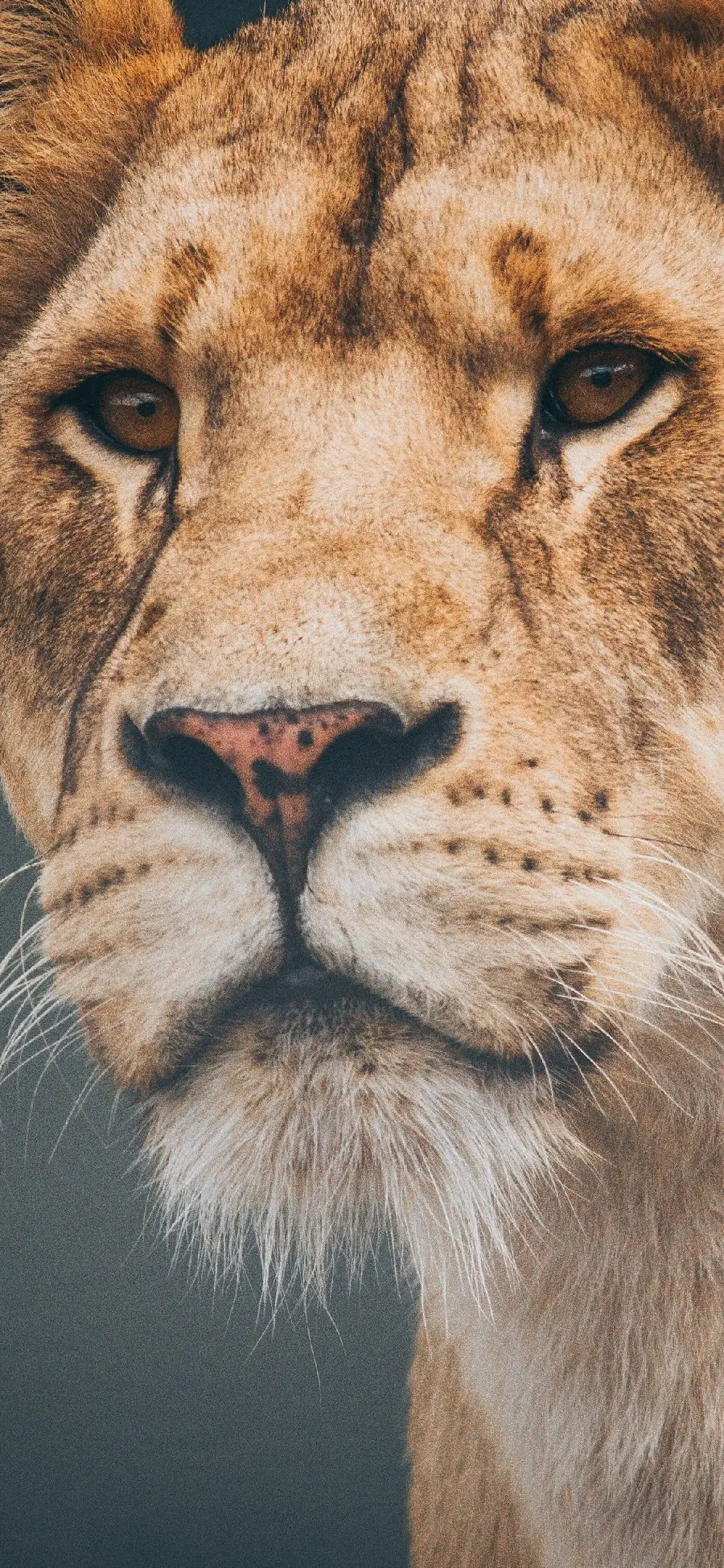 Latest lion wallpaper for all iPhones
