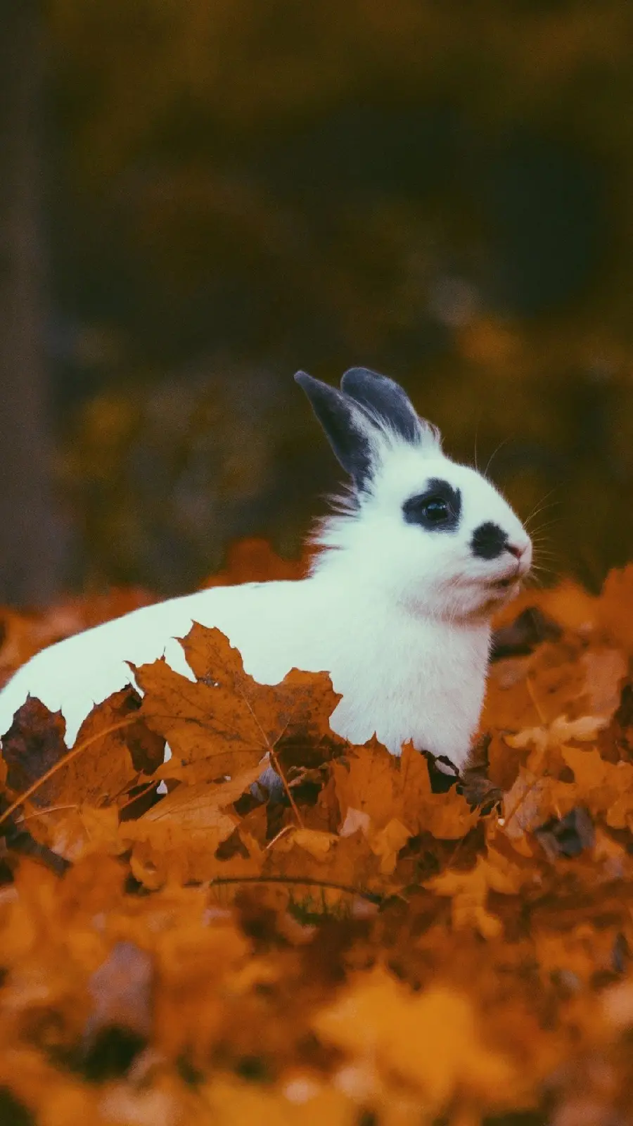 A charming background of a white spotted rabbit among autumn leaves