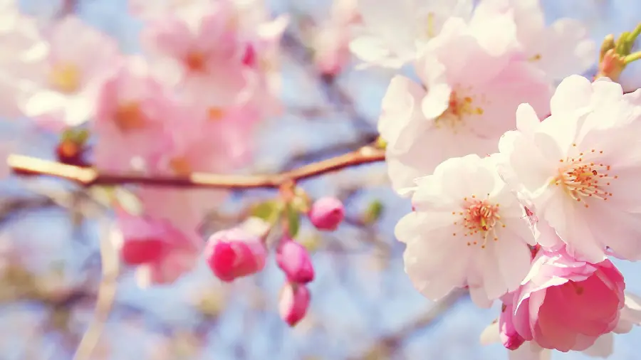 Amazing and interesting background of peach tree blossoms in high quality 
