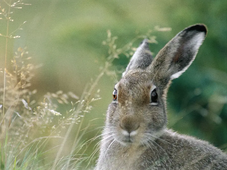 An interesting photo with the best angle of photography of a wild rabbit