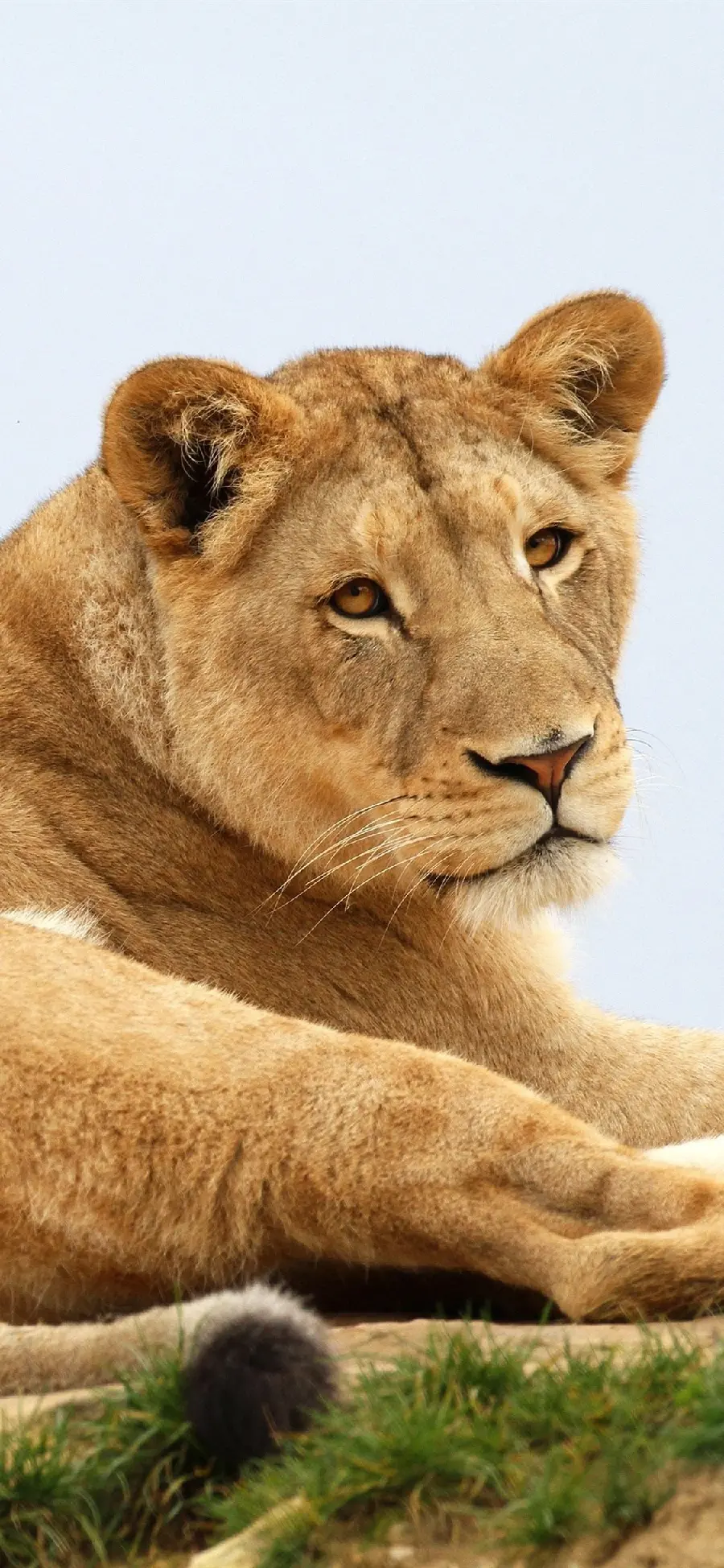 Dreamy Wallpaper of a Female Lion with Mesmerizing Majestic 1402