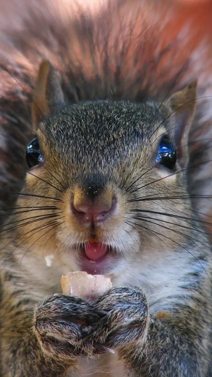 Unique and spectacular background of a beautiful squirrel with small hands