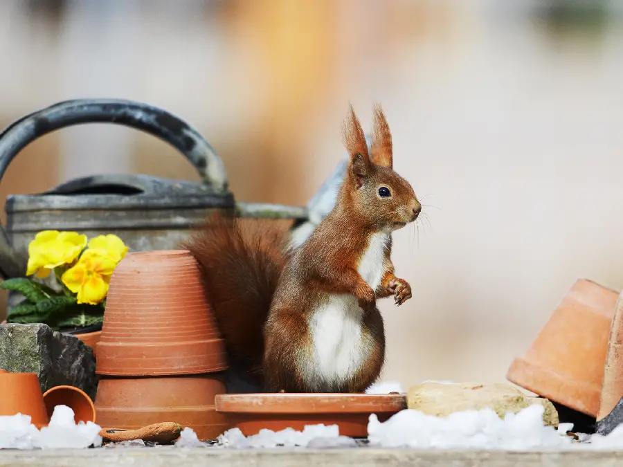 Beautiful and funny Squirrel profile photo for Shad and Yes