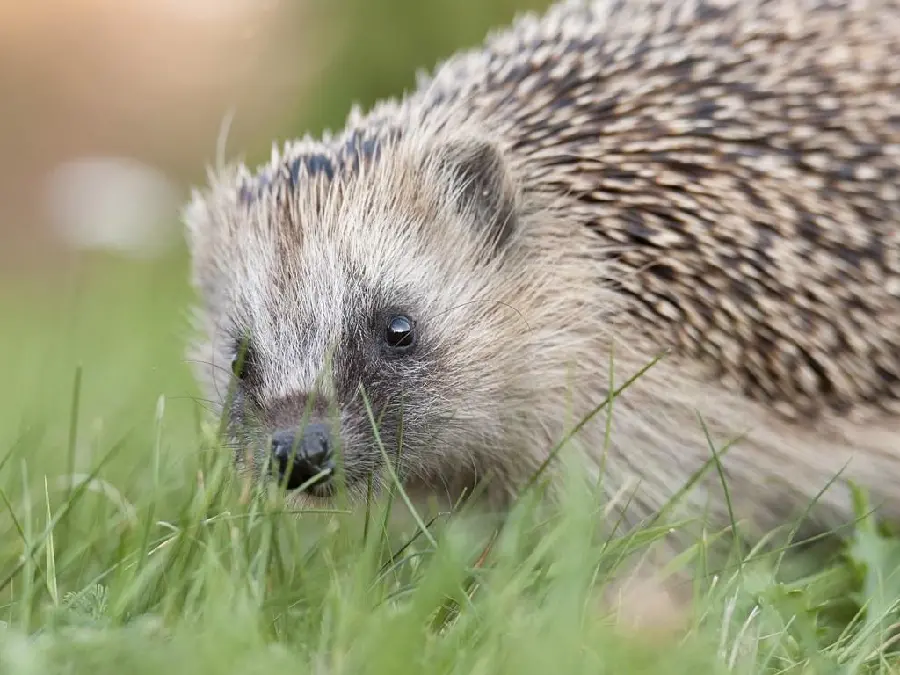 High quality close-up wallpaper of a hedgehog's face