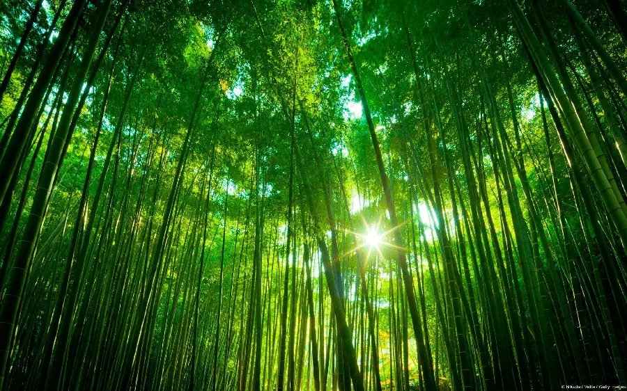 The most beautiful picture of giant bamboo trees in the famous forest in China