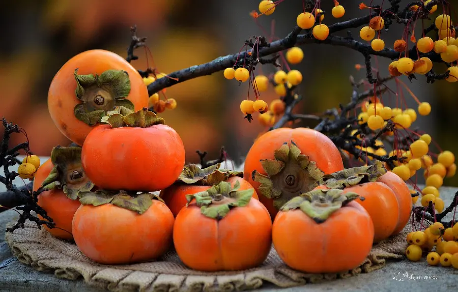 Autumn background photo of colorful persimmons and ripe persimmons