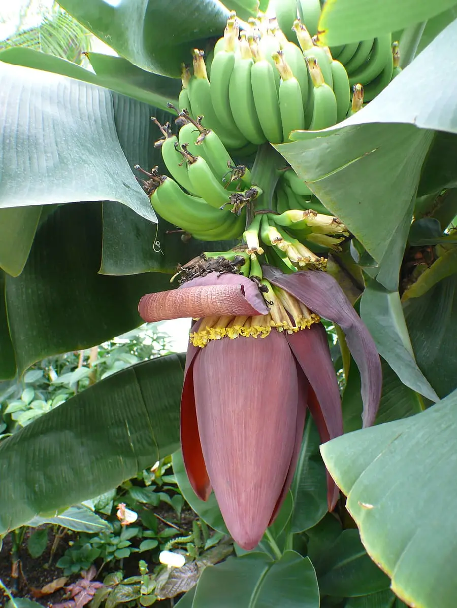 Awesome Banana Seed and Unripe Bananas Wallpaper