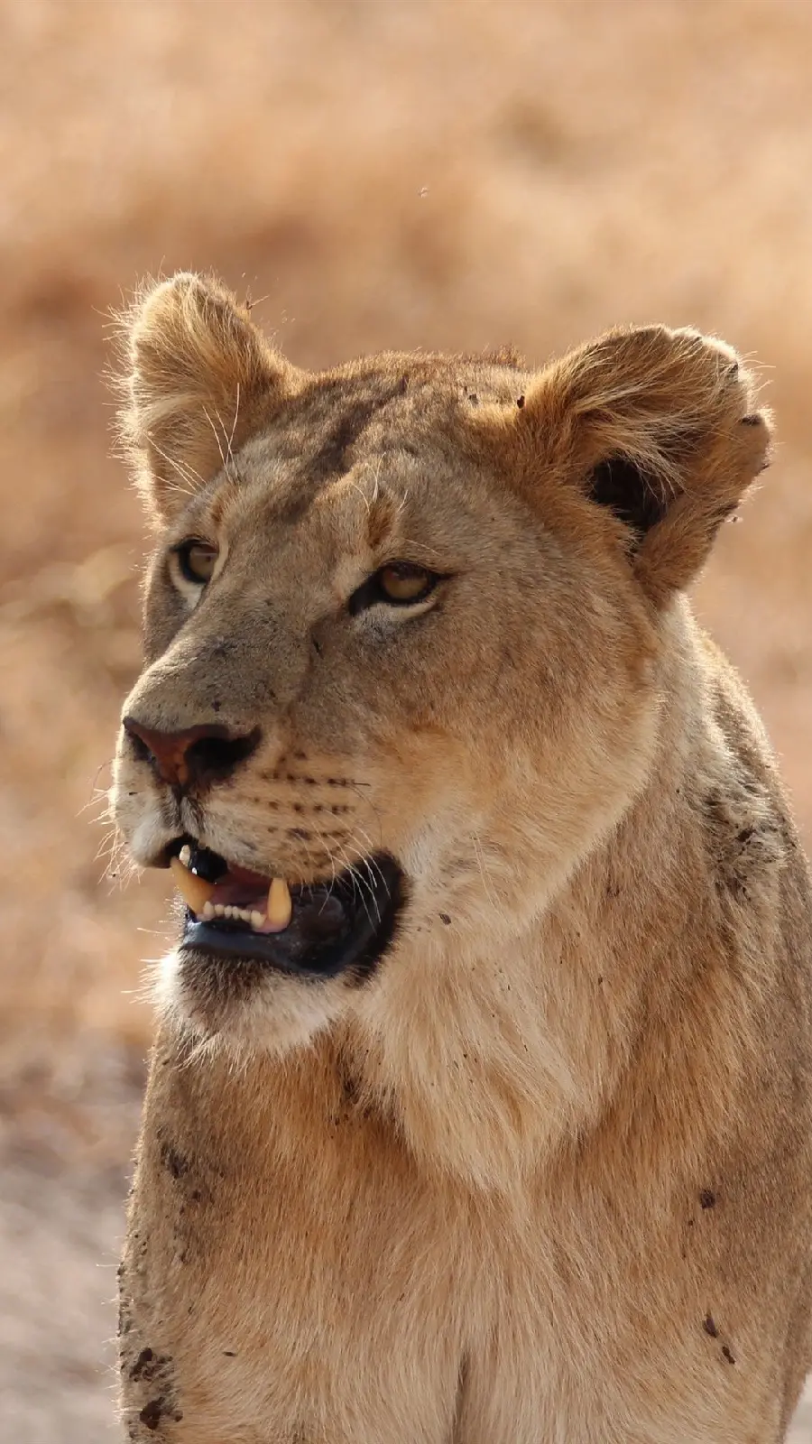 Pure jungle lion image as iPhone lock screen wallpaper