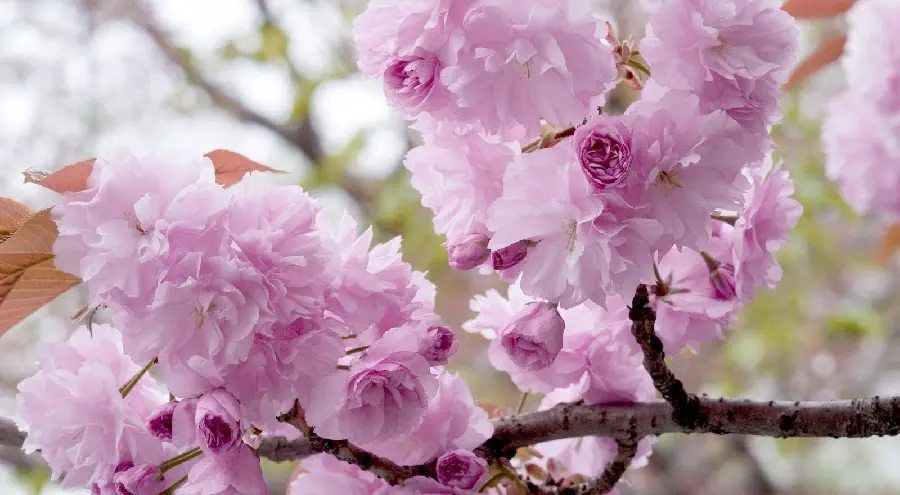 A very beautiful and interesting photo of purple peach blossoms
