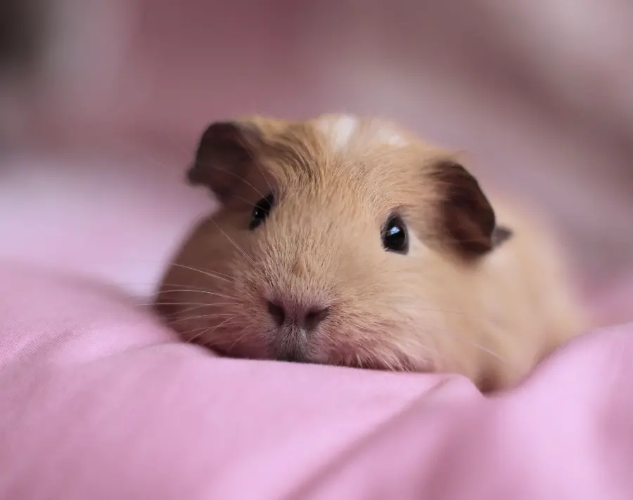  Super cute wallpaper of guinea pigs with small ears 