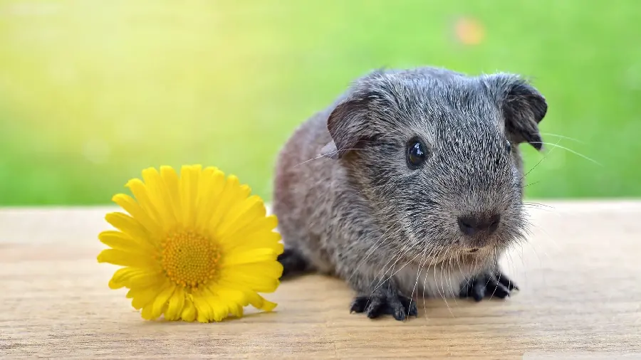  Fantastic photo of a guinea pig next to a yellow flower 