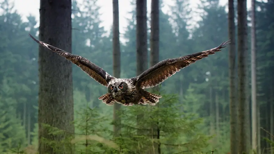 Photo of the world's strongest owl flying in spectacular forests