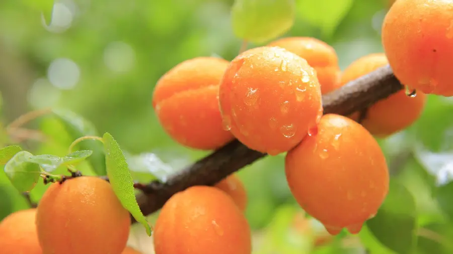 A very beautiful background of delicious apricots on a tree branch 