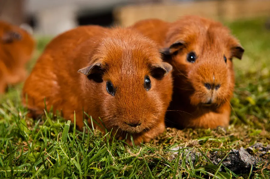 Incredibly beautiful wallpaper of a brown guinea pig with black eyes